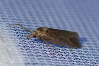 Phtheochroa inopiana