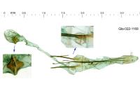 Carpatolechia aenigma