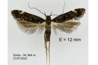 Dichomeris alacella