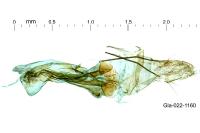 Dichomeris alacella