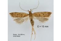 Helcystogramma lutatella