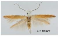 Coleophora sisteronica