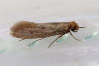 Tinea pellionella