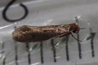 Tinea pellionella