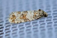 Isotrias rectifasciana
