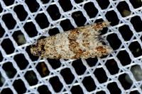Isotrias rectifasciana
