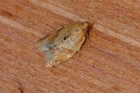 Clepsis consimilana