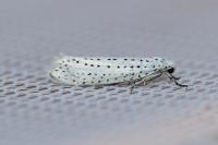 Yponomeuta evonymella