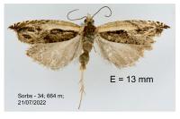 Ancylis apicella