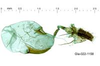Ancylis apicella