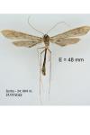 Agdistis heydenii