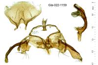 Agdistis heydenii