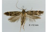 Neofriseria singula