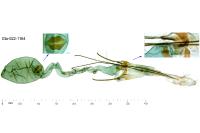 Neofriseria singula