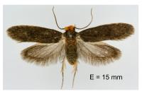 Cephimallota crassiflavella