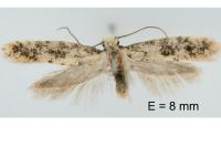 Infurcitinea albicomella