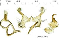 Infurcitinea albicomella