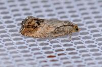 Cydia splendana