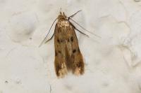 Borkhausenia