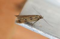 Borkhausenia
