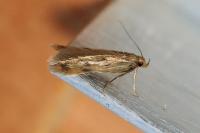 Borkhausenia