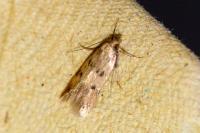 Borkhausenia