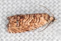 Pammene amygdalana