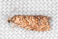 Pammene amygdalana