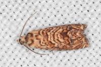 Pammene amygdalana