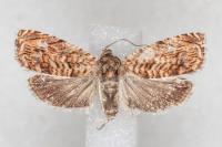 Pammene amygdalana