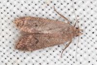 Anacampsis timidella