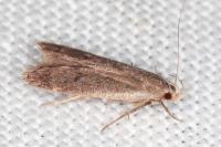 Anacampsis timidella