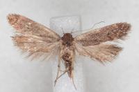 Anacampsis timidella