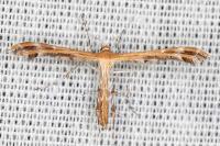 Oxyptilus distans