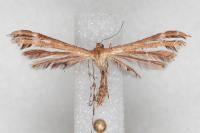 Oxyptilus distans