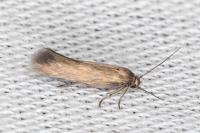 Scythris terrenella
