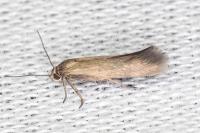 Scythris terrenella