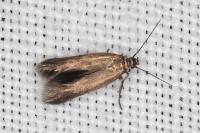 Scythris terrenella