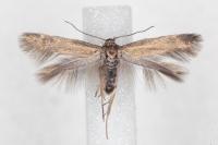 Scythris terrenella