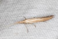 Coleophora ochrea