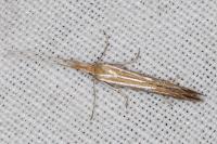 Coleophora ochrea