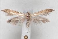 Coleophora ochrea