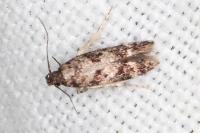 Caryocolum alsinellum
