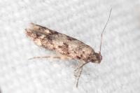 Caryocolum alsinellum