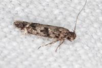 Caryocolum alsinellum