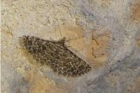 Alucita huebneri