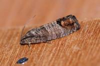 Cydia pomonella