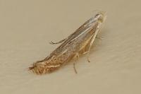 Isophrictis