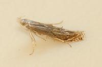 Isophrictis