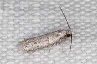 Symmocoides oxybiella